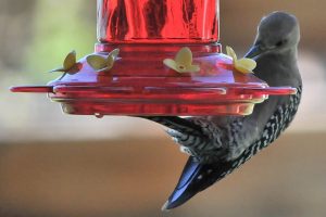 Hummingbird feeding from the red For Hummingbirds Only spinning feeder