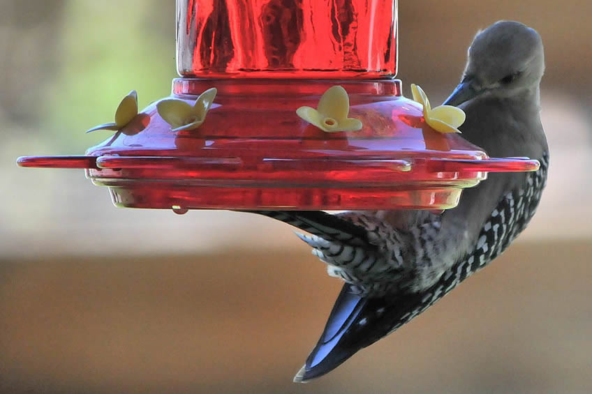 Hummingbird feeding from the red For Hummingbirds Only spinning feeder