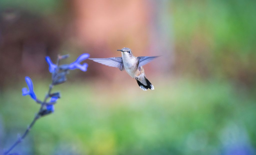 Hummingbird hovering near small purple wildflowers in a green summer garden